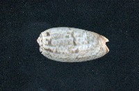 藏品(寡婦榧螺)的圖片